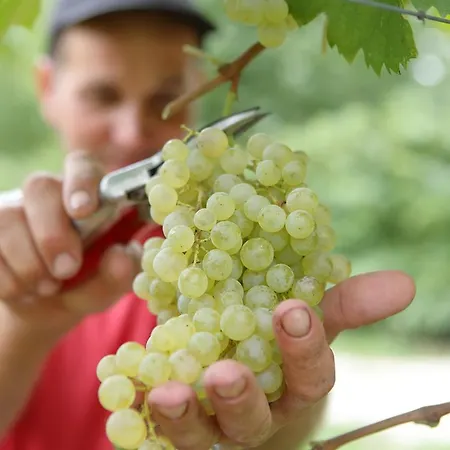 Tenuta Santome 팜스테이 *